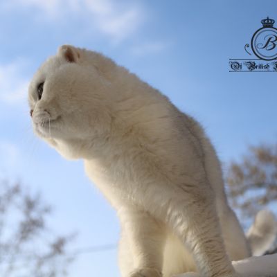 Papyrus Of British Archanges