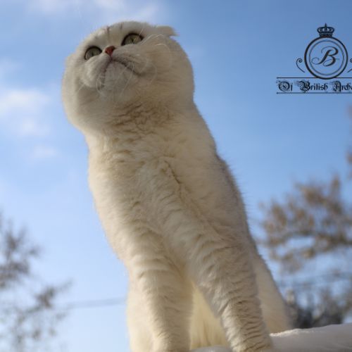 Papyrus Of British Archanges