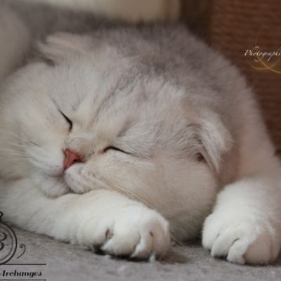 Papyrus Of British Archanges