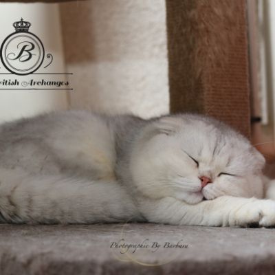 Papyrus Of British Archanges