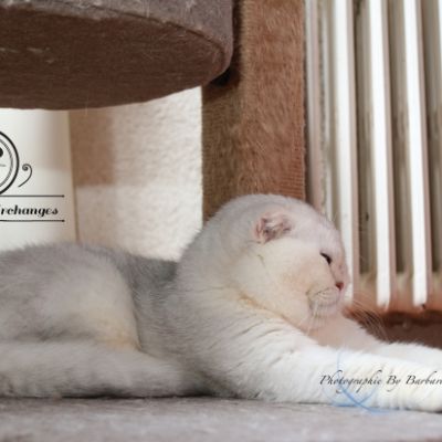 Papyrus Of British Archanges