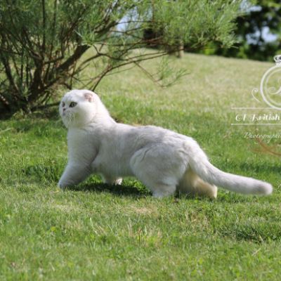 Papyrus Of British Archanges