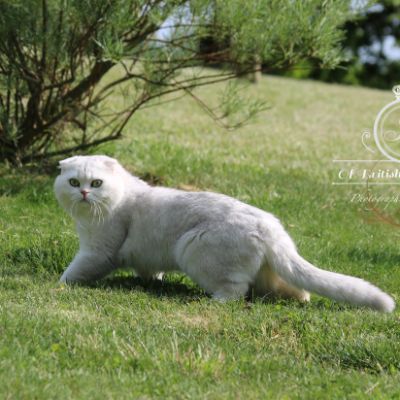 Papyrus Of British Archanges