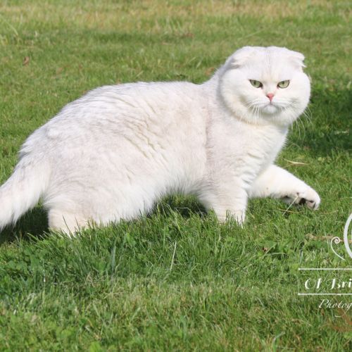 Papyrus Of British Archanges