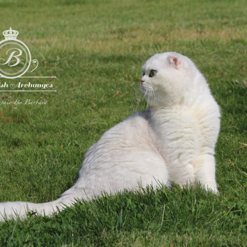 Papyrus Of British Archanges