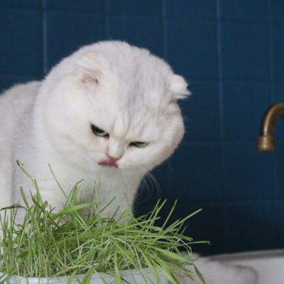 Papyrus Of British Archange