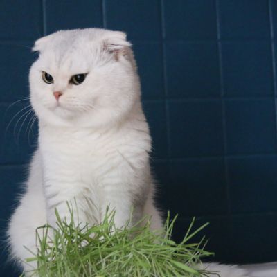 Papyrus Of British Archange