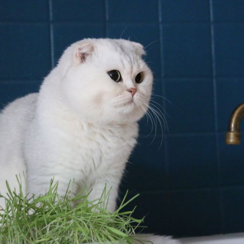 Papyrus Of British Archange