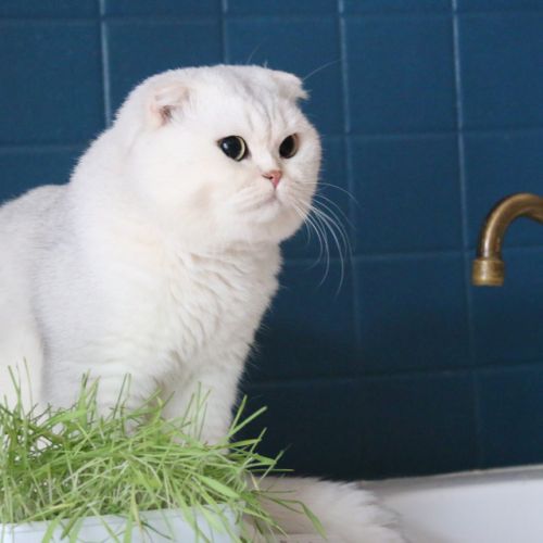 Papyrus Of British Archange