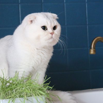 Papyrus Of British Archange