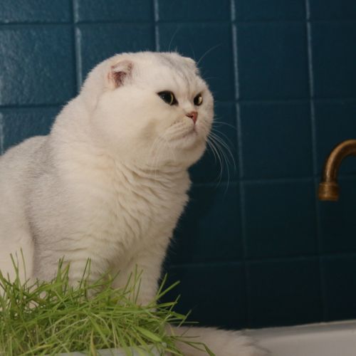 Papyrus Of British Archange