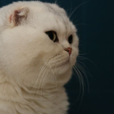 Papyrus Of British Archange