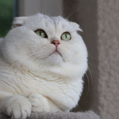 Papyrus Of British Archange