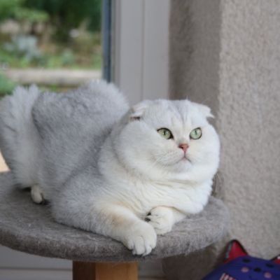 Papyrus Of British Archange