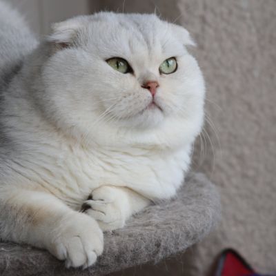 Papyrus Of British Archange