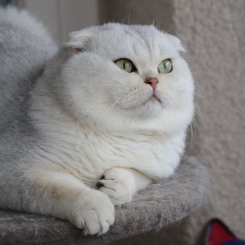 Papyrus Of British Archange