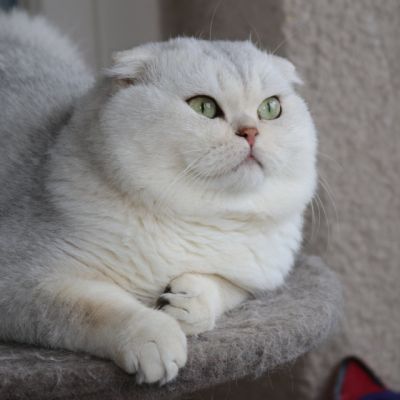 Papyrus Of British Archange