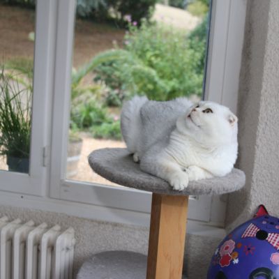 Papyrus Of British Archange