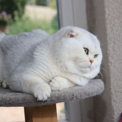 Papyrus Of British Archange