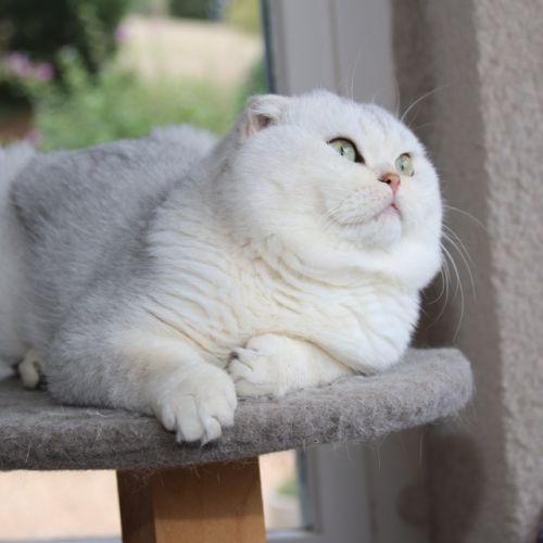 Papyrus Of British Archange