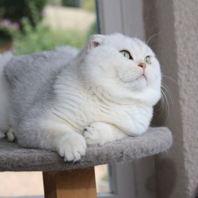 Papyrus Of British Archange