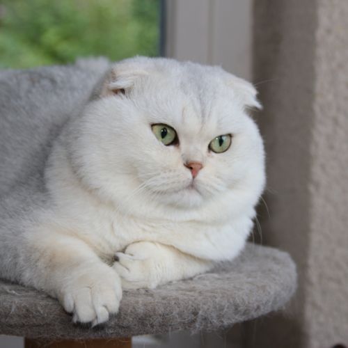 Papyrus Of British Archange