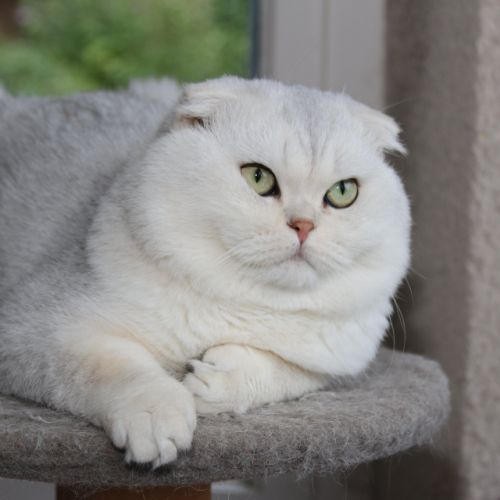 Papyrus Of British Archange