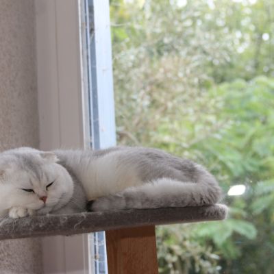 Papyrus Of British Archange