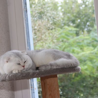 Papyrus Of British Archange