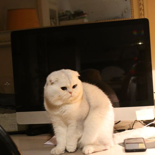 Papyrus Of British Archange