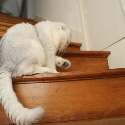 Papyrus Of British Archange