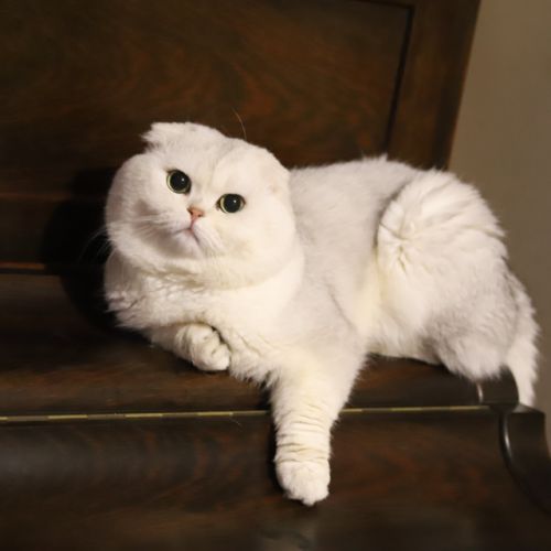 Papyrus Of British Archange