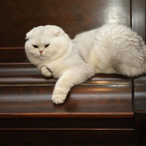 Papyrus Of British Archange