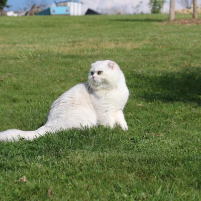 Papyrus Of British Archanges