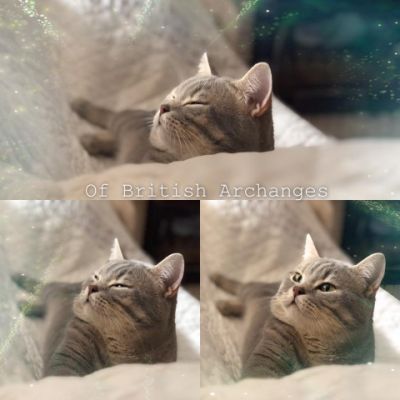 New Blue Du cèdre Enchanté