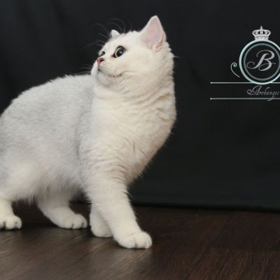 Operette Blanche Du cèdre Enchanté