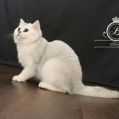 Operette Blanche Du cèdre Enchanté