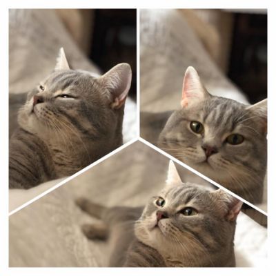 New Blue Du cèdre Enchanté