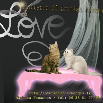 Chatterie Of British Archanges