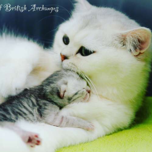 Chatterie Of British Archanges