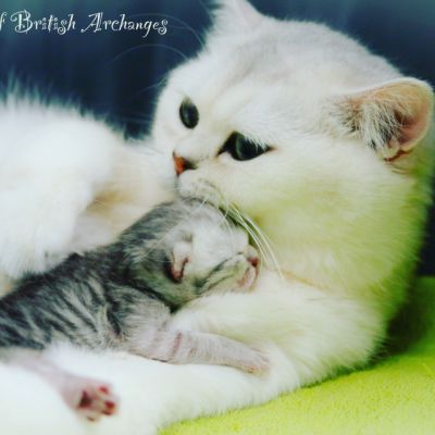 Chatterie Of British Archanges