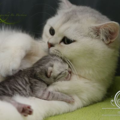 Chatterie Of British Archanges