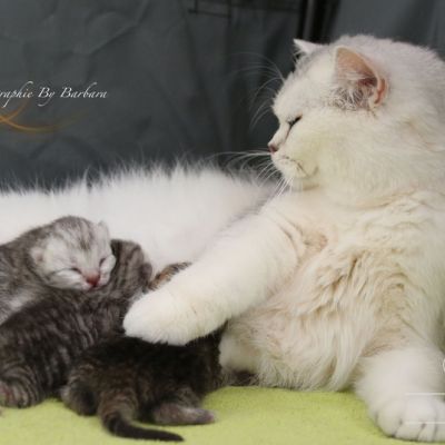 Chatterie Of British Archanges