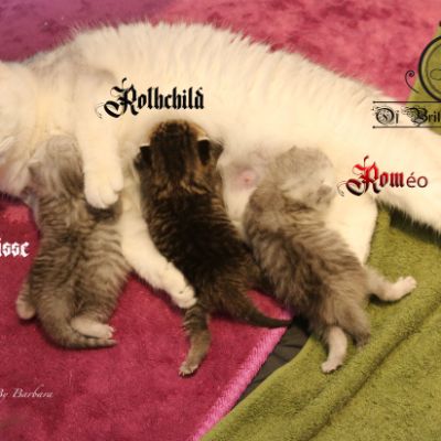 Olga,Roméo,Réglisse et Rothchild