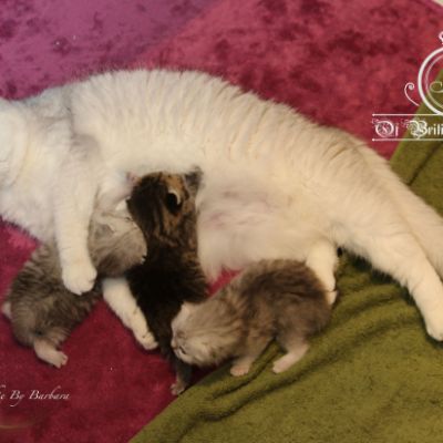 Olga,Roméo,Réglisse et Rothchild