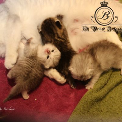 Olga,Roméo,Réglisse et Rothchild