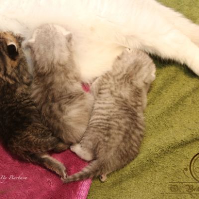 Olga,Roméo,Réglisse et Rothchild