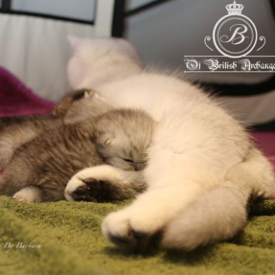 Olga,Roméo,Réglisse et Rothchild