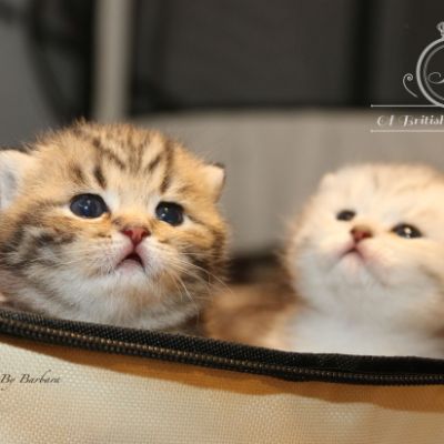 Réglisse et Rothchild