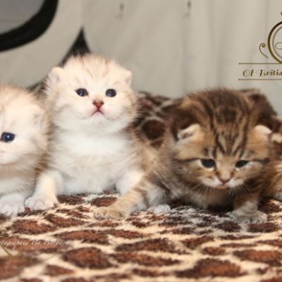 Roméo,Réglisse et Rothchild